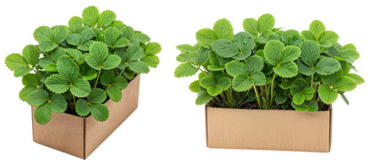 Fresh strawberry plants in a cardboard box for gardening isolated on a transparent background
