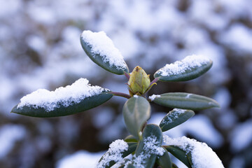 Macro photography from my garden - Poland.