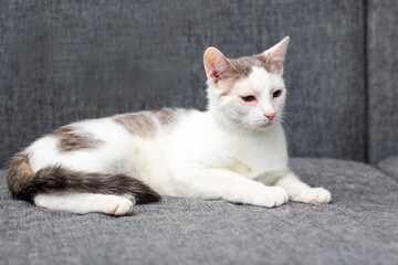 A white and brown cat is on a couch, looking at the camera