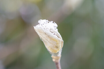Macro photography from my garden - Poland.