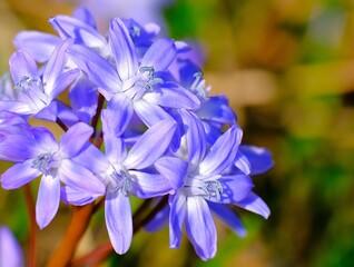 lila Blüte