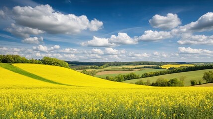 Obraz premium Idyllic springtime panorama of vibrant rapeseed fields under a clouded sky