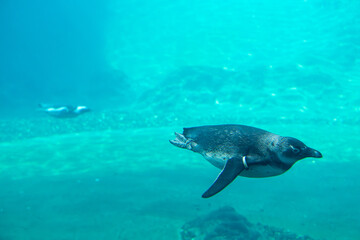 Fototapeta premium penguins swimming underwater. wild aquatic animals competing in swimming.