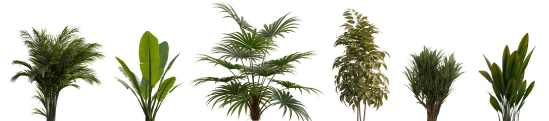 Indoor and outdoor plants for interior or yard decoration isolated png on a transparent background premium realistic cutout 