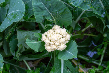 Green Fresh cauliflower field, organic agriculture (Turkey Izmir)