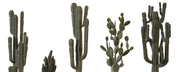 Indoor and outdoor plants for interior or yard decoration isolated png on a transparent background premium realistic cutout  © Roman