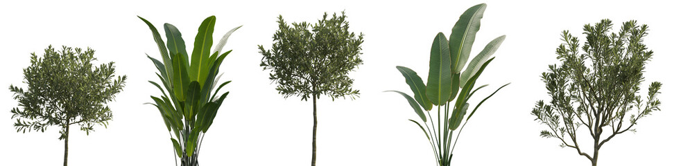 Indoor and outdoor plants for interior or yard decoration isolated png on a transparent background premium realistic cutout  © Roman