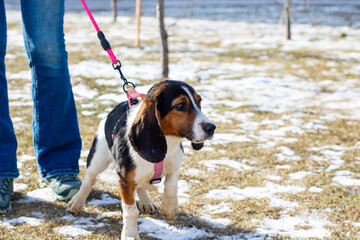 A beagle dog is happily walking on a leash in the snowy weather