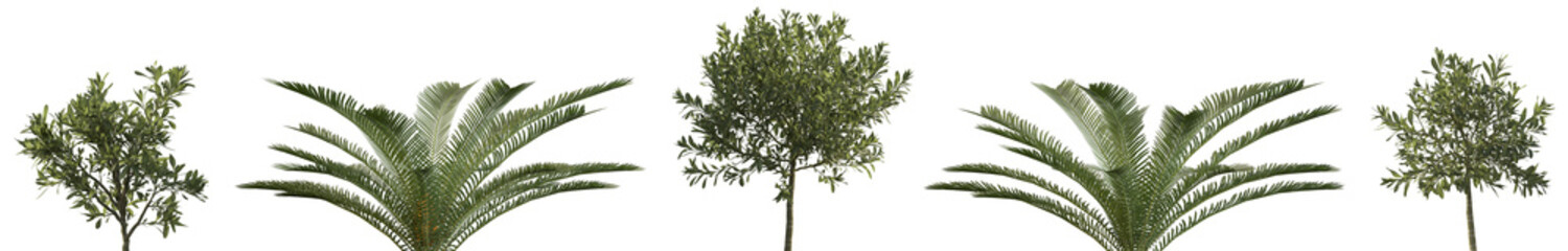 Obraz premium Indoor and outdoor plants for interior or yard decoration isolated png on a transparent background premium realistic cutout 