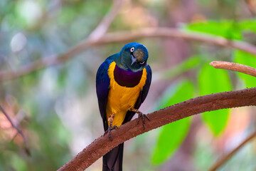 The King's Shiner is the most brightly colored bird among the 22 African species of the genus Lamprotornis. A beautiful, colorful little bird perched on a branch.