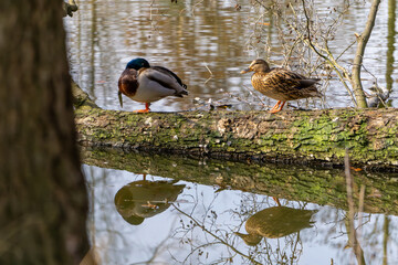 wild ducks standing on a fallen tree in the water. reflection of ducks in the water.