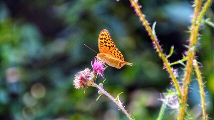 Orange butterfly on a purple thistle in Świętokrzyski Landscape Park, Poland, showcasing nature’s delicate beauty in a serene setting.