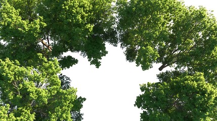Fototapeta premium Trees form circle against white sky background