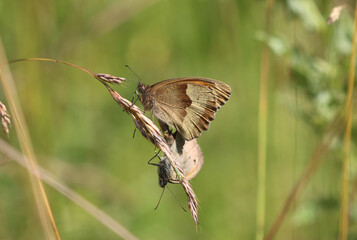 Großes Ochsenauge - Meadow brown