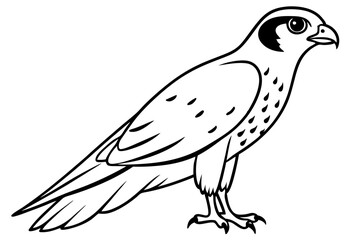 falcon line art silhouette vector illustration