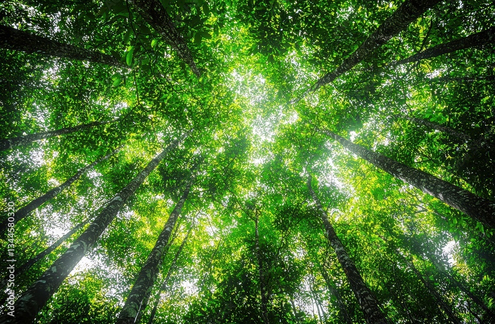 Aufkleber Sunlight filters through a dense canopy of green trees, creating a mesmerizing pattern on the forest floor