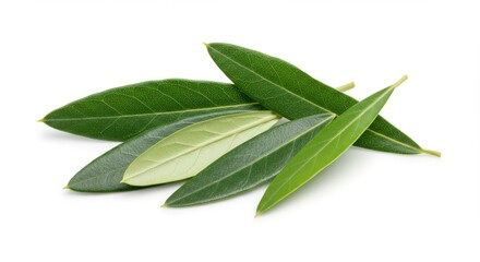 Fresh Olive Leaves Isolated on White - Symbolising peace, purity, health, nature, and abundance, these vibrant green olive leaves are perfect for culinary or design projects