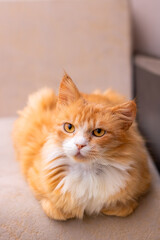 A fluffy orange and white cat is comfortably laying on a couch