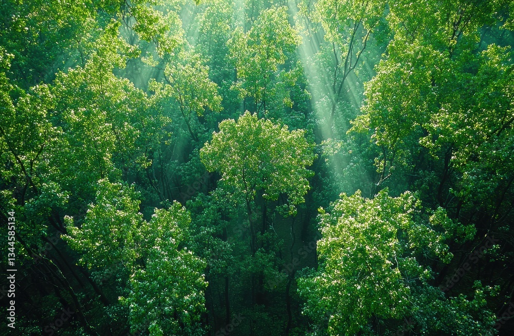 Aufkleber sunlight filters through a lush, green forest canopy, creating an enchanting and peaceful atmosphere