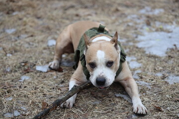 A happy brown and white dog holding a stick in its mouth, ready for play or adventure.