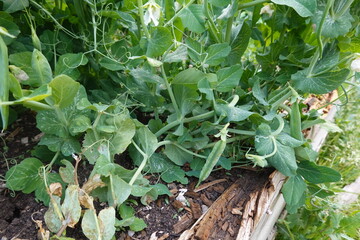 Fresh green peas growing in raised garden bed