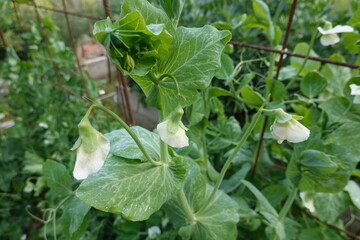 White pea flowers growing on metal trellis in vegetable garden