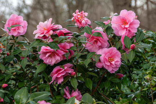 First spring Camellia, pink flowers of Camellia, magenta and pink bush. Wild flowers in a forest. 
