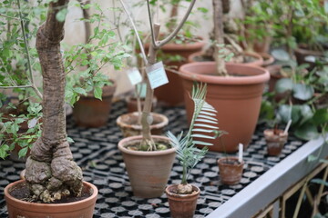 Group of indoor plants arranged on a table.