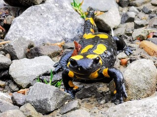 Fire salamander with black and yellow spots on rocky terrain in Beskid Żywiecki, Poland, showcasing vibrant wildlife in a natural habitat.