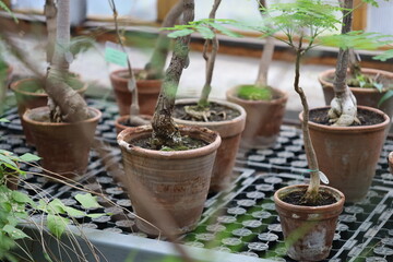 Group of potted plants arranged on a table, perfect for office or home decor.