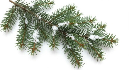 Obraz premium Snowy Evergreen Branch - A pristine evergreen branch adorned with fresh snow, isolated on a white background. Perfect for winter or holiday themes