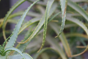 A close-up shot of a plant with multiple leaves and stems, ideal for use in botanical or nature-themed designs.