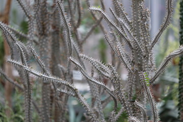 A close-up shot of a cactus plant in a garden, suitable for use in botanical or nature-themed...