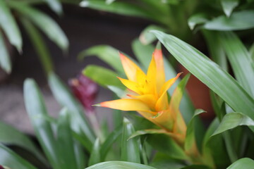 A bright yellow flower with vibrant green leaves, perfect for botanical or nature-themed designs.