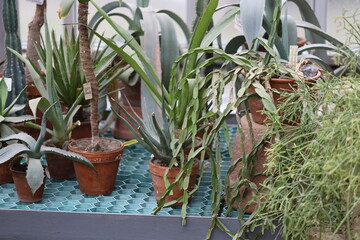 A collection of potted plants placed on a table, ideal for home or office decor.