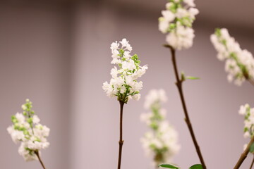 A simple still life composition featuring a vase with white flowers sitting on a table.
