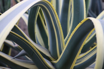 A close-up view of a unique plant with yellow and green striped leaves.