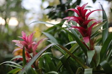 Close-up shot of a plant with pink flowers.