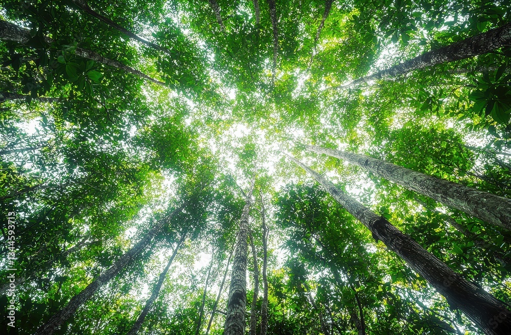 Poster tall trees form an expansive canopy, filling with sunlight and light green leaves in a lush forest