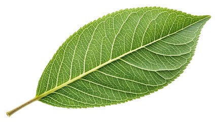 High-Quality Green Leaf Close-Up for Nature and Botanical Illustrations, Ideal for Eco-Friendly Projects and Designs
