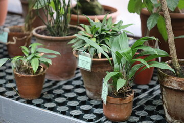 A collection of plants in pots sitting on a table, great for offices or homes.