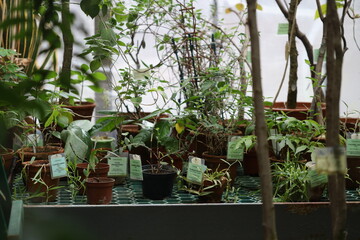 A variety of potted plants in a controlled environment, perfect for indoor decoration or research purposes.