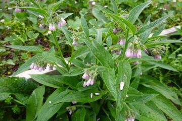 Comfrey plant growing in a garden with pink flowers
