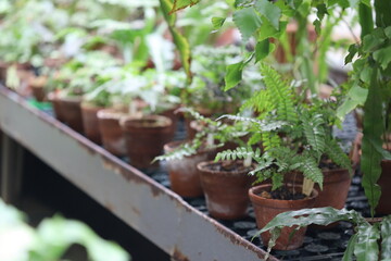 Greenhouse with potted plants and warm lighting.