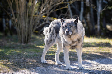 The Norwegian Elkhound has served as a hunter, guardian, herder, and defender. Norwegian elkhound guarding territorium in spring day.  