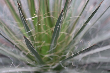 A close-up shot of a plant with long, thin leaves.