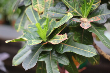 A close-up view of a plant's green leaves, ideal for gardening or nature-themed projects.