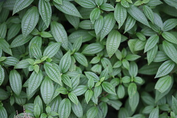 Close-up view of a bunch of green leaves.