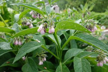 Comfrey plant showing pink and purple flowers and lush green leaves