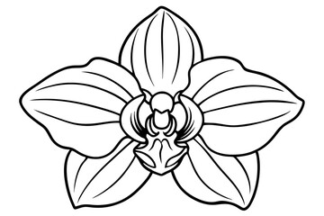 orchid line art silhouette vector illustration